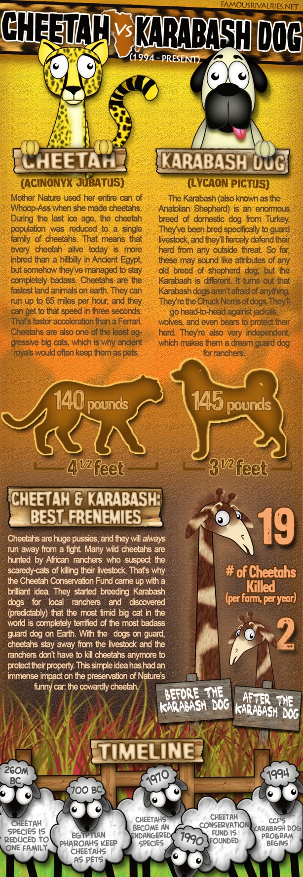 cheetah vs kangal dog famous rivalries africa animal